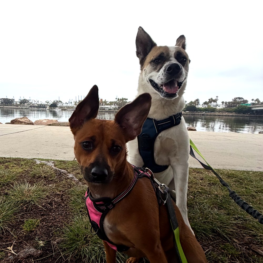Braxton and Tootsie, the Signal & Strand chief morale officers, on the Long Beach waterfront